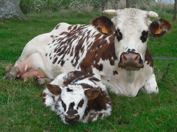 image expertise agricole